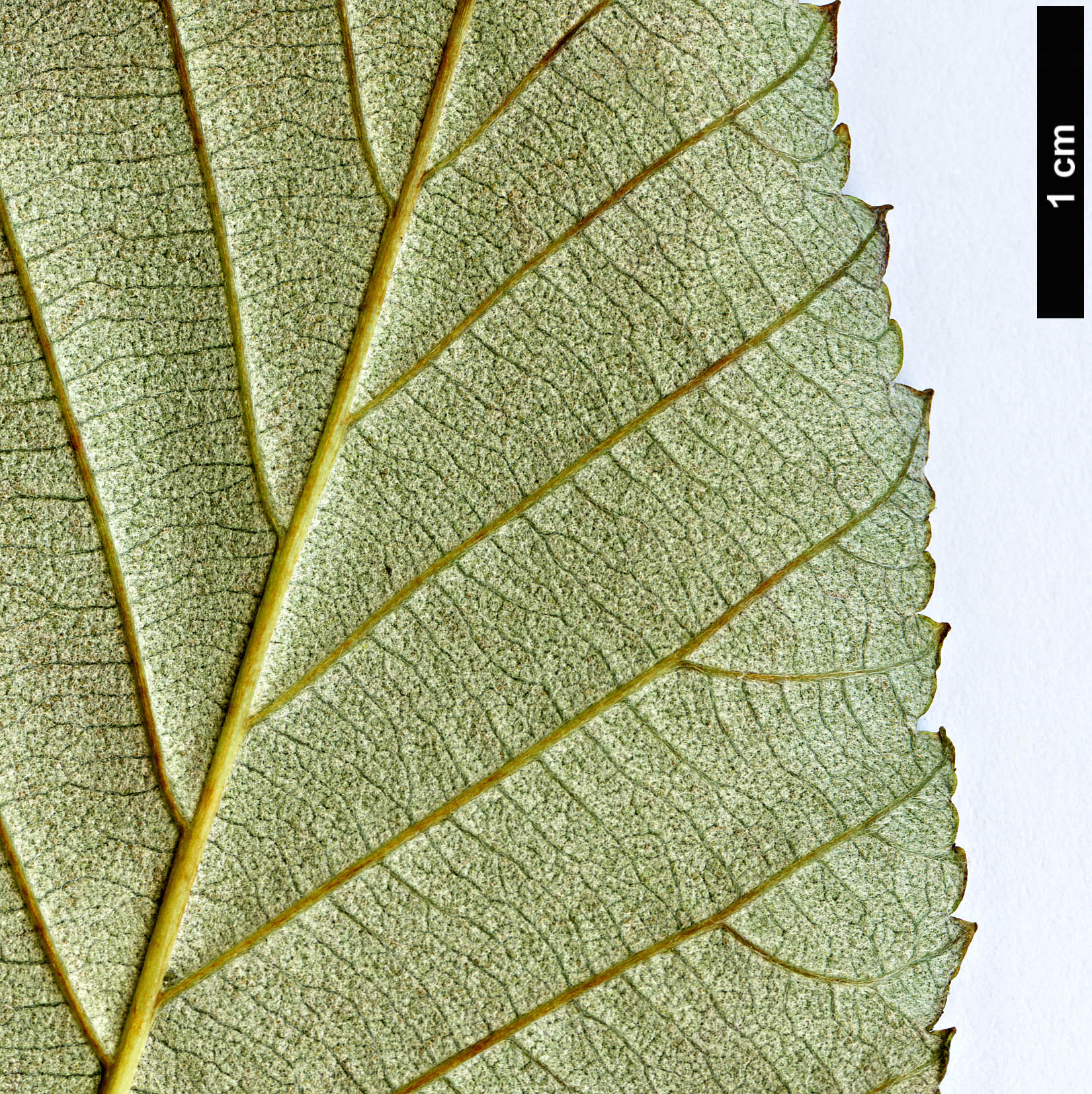 High resolution image: Family: Rosaceae - Genus: Sorbus - Taxon: henryi